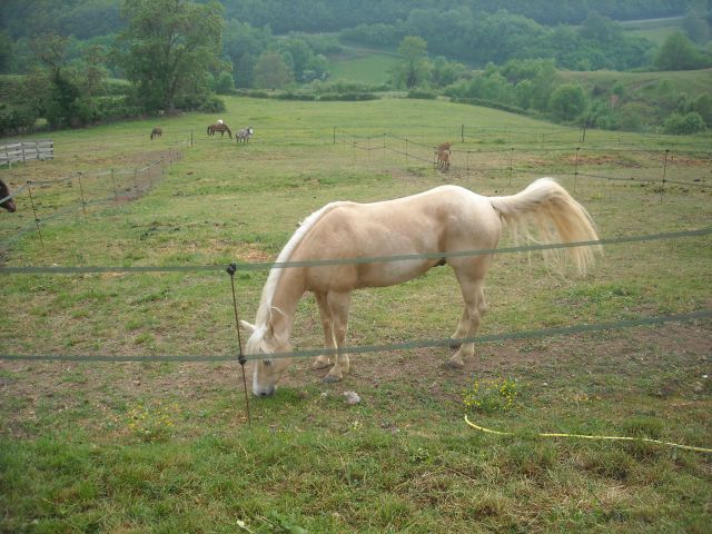 King, notre nouveau quarter horse 05.277