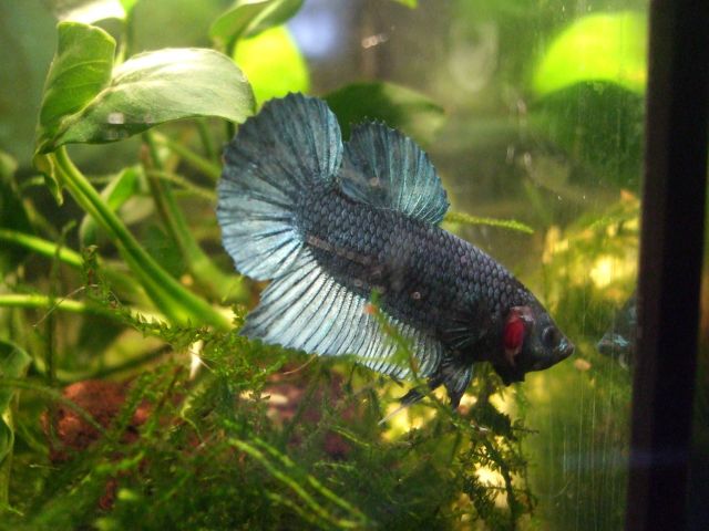 Mon Steel : Betta plakat bleu acier  07.195