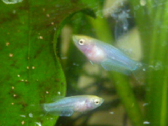 reproduction betta  11.203