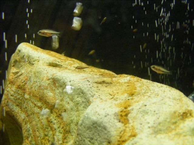 mes repro  Hemichromis Lifalili 15.270