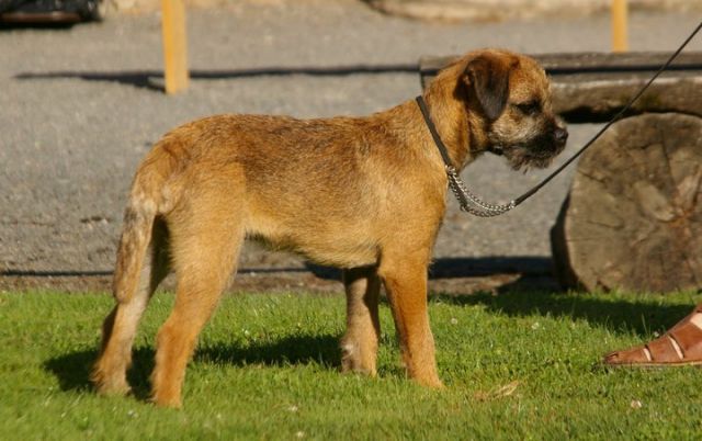 Fonzie était le chien vraiment parfait, LE chien que nous attendions 31.71