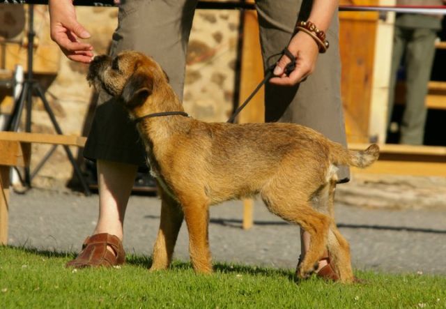 Fonzie était le chien vraiment parfait, LE chien que nous attendions 31.72