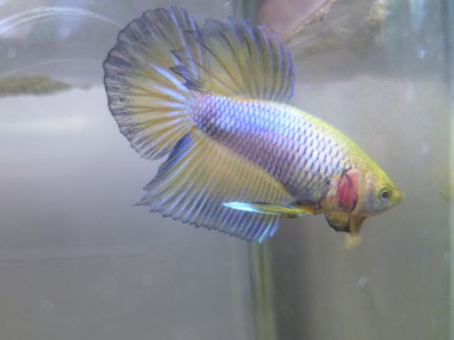 reproduction betta  08.140