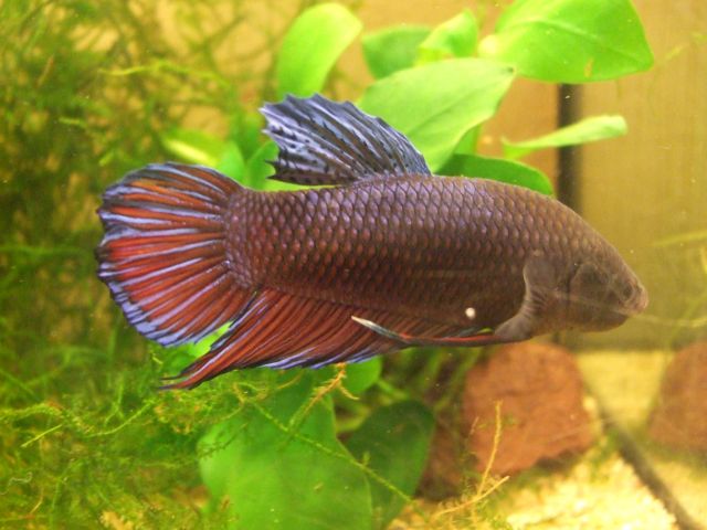 Mon male plakat giant  11.241