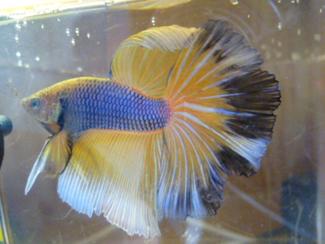 reproduction betta  26.134