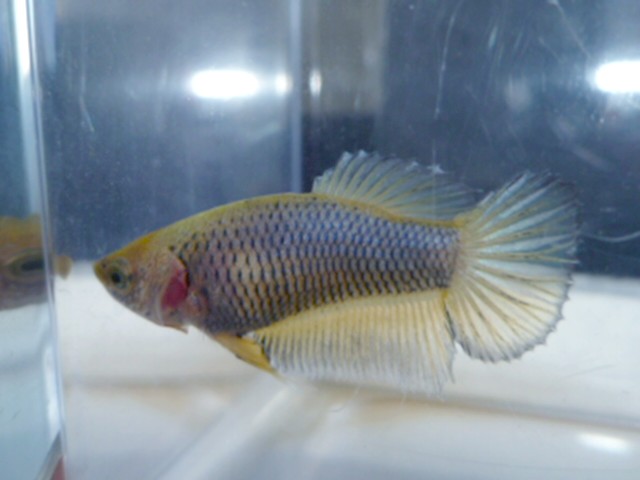 reproduction betta  26.136