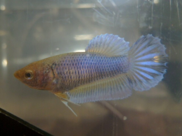 reproduction betta  26.137