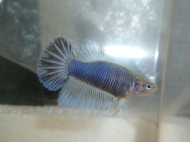 reproduction betta  26.140