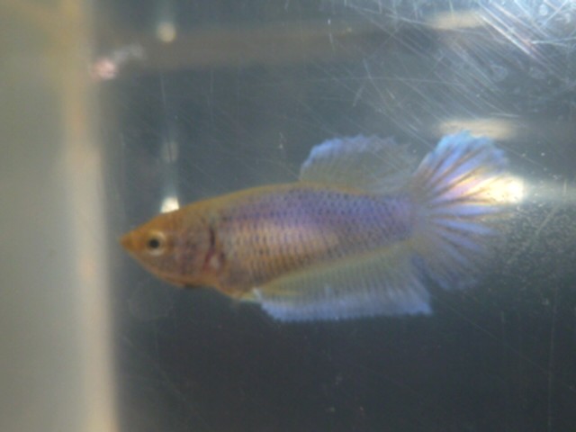 reproduction betta  26.141