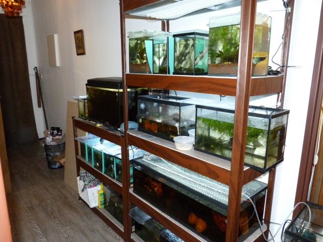 Notre fish-room 04.91