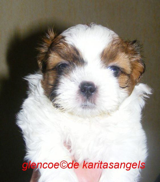 Chiots shihtzu, ils sont nés !!! - Page 22 05.380