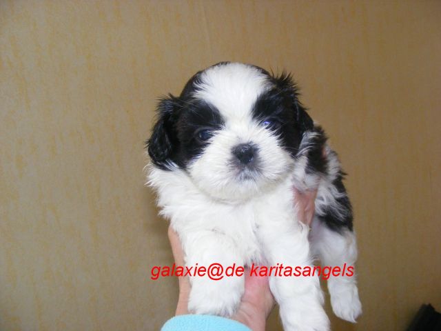 Chiots shihtzu, ils sont nés !!! - Page 22 05.412