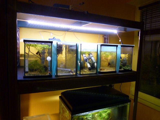 Notre fish-room 06.395