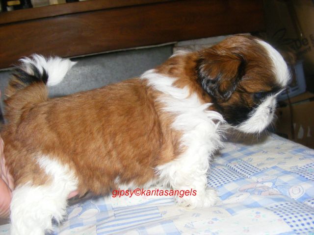 Chiots shihtzu, ils sont nés !!! - Page 22 10.46