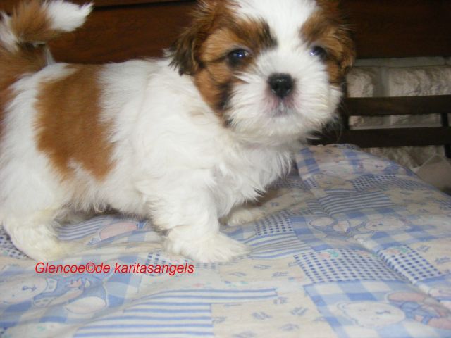 Chiots shihtzu, ils sont nés !!! - Page 22 10.47