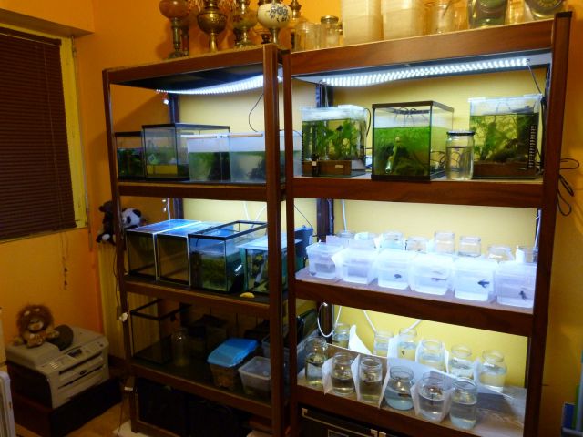 Notre fish-room 16.292