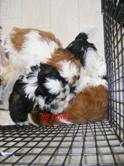 Chiots shihtzu, ils sont nés !!! - Page 25 04.106