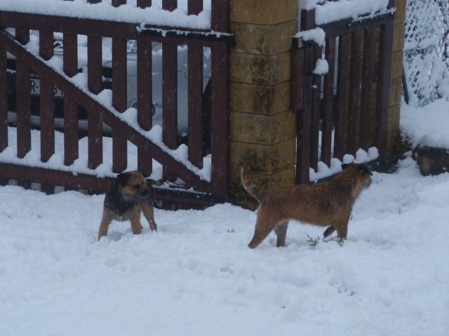 Rusty et Finette adorent la neige !! 17.291