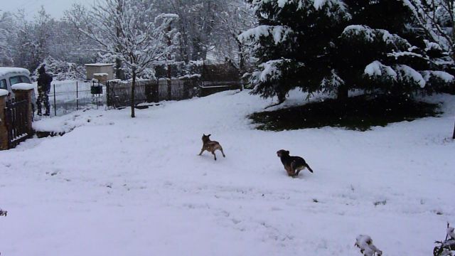 Rusty et Finette adorent la neige !! 17.293