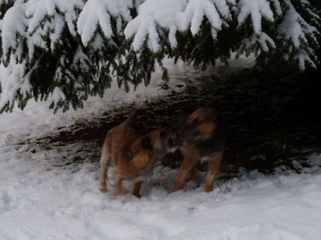 Rusty et Finette adorent la neige !! 17.295