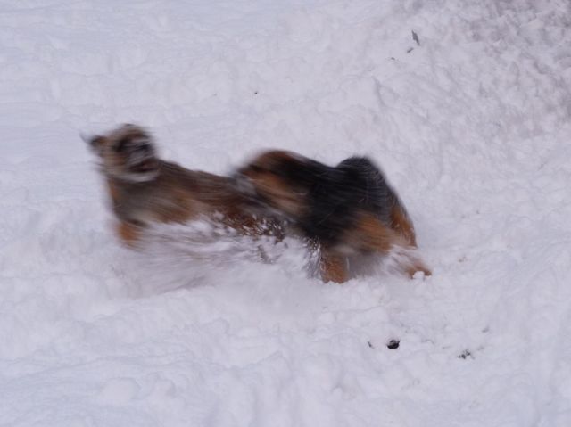 Rusty et Finette adorent la neige !! 17.296