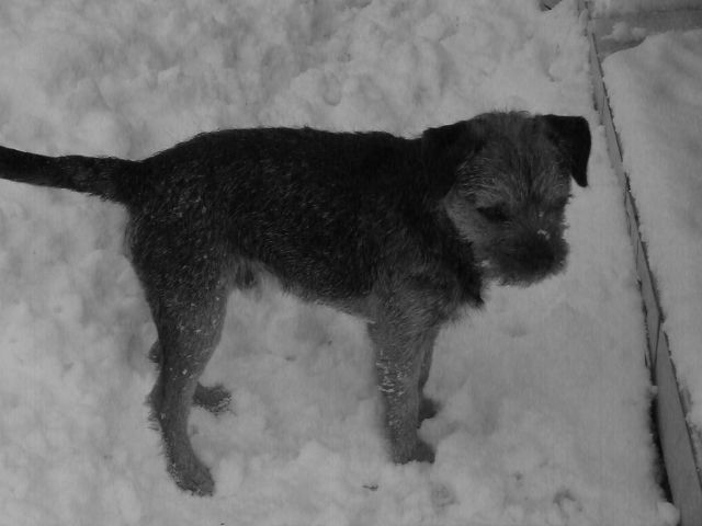 Rusty et Finette adorent la neige !! 17.297