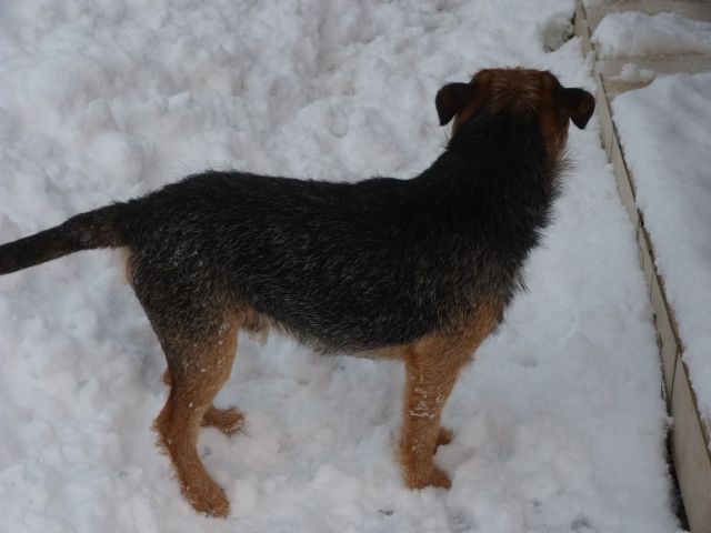 Rusty et Finette adorent la neige !! 17.298