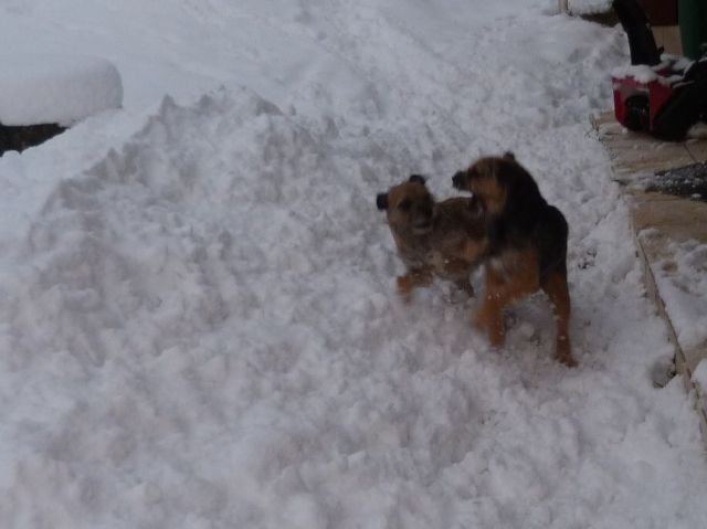 Rusty et Finette adorent la neige !! 17.299