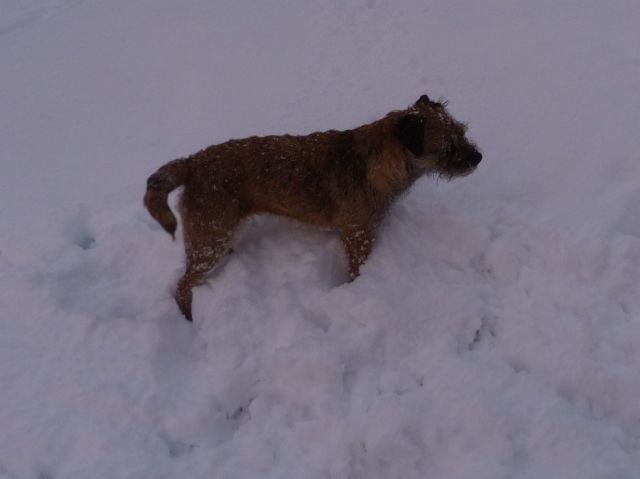 Rusty et Finette adorent la neige !! 17.300