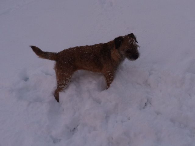 Rusty et Finette adorent la neige !! 17.301