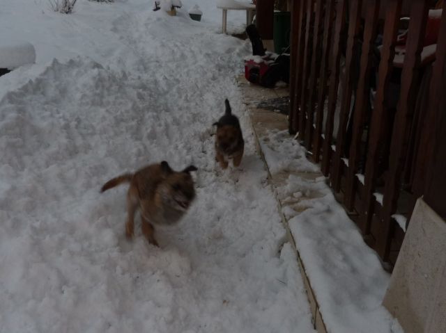 Rusty et Finette adorent la neige !! 17.302