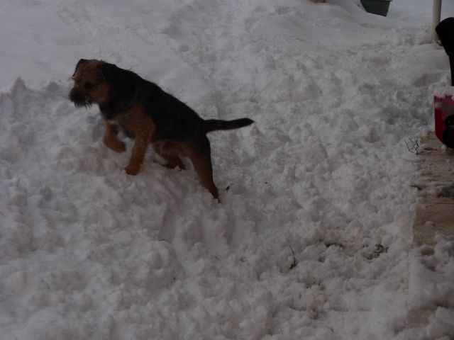 Rusty et Finette adorent la neige !! 17.304