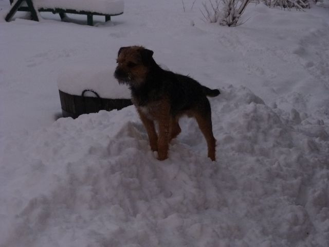 Rusty et Finette adorent la neige !! 17.305