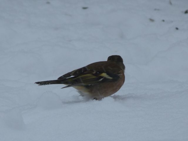 Rusty et Finette adorent la neige !! 17.306