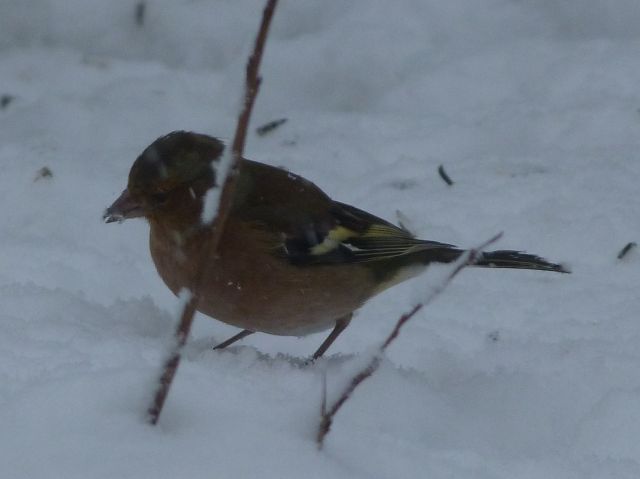 Rusty et Finette adorent la neige !! 17.307