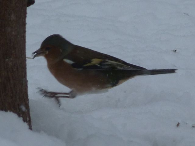 Rusty et Finette adorent la neige !! 17.308