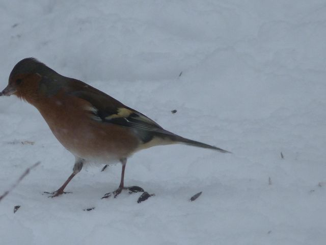 Rusty et Finette adorent la neige !! 17.309