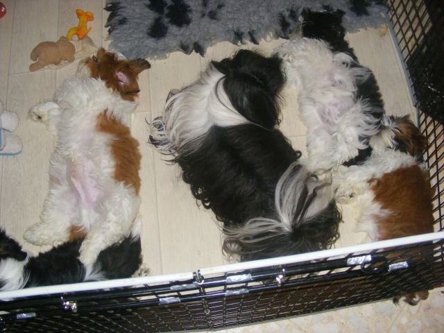 Chiots shihtzu, ils sont nés !!! - Page 26 18.394