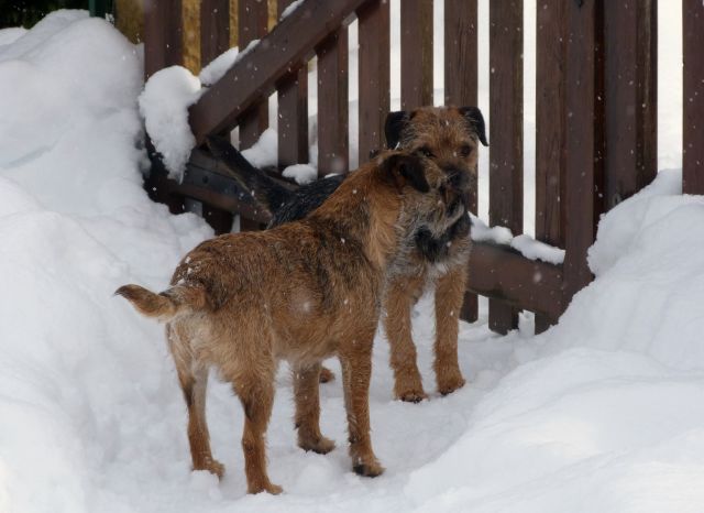 Rusty et Finette adorent la neige !! 21.230