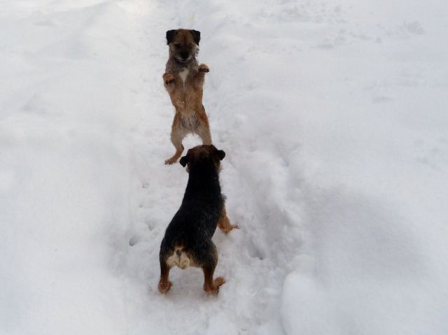 Rusty et Finette adorent la neige !! 21.233