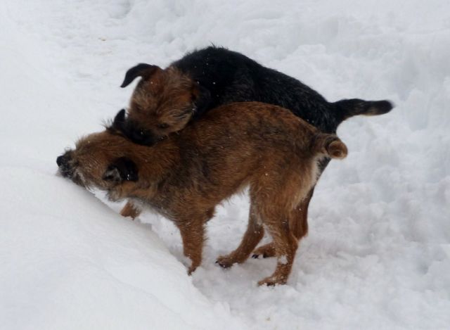 Rusty et Finette adorent la neige !! 21.236