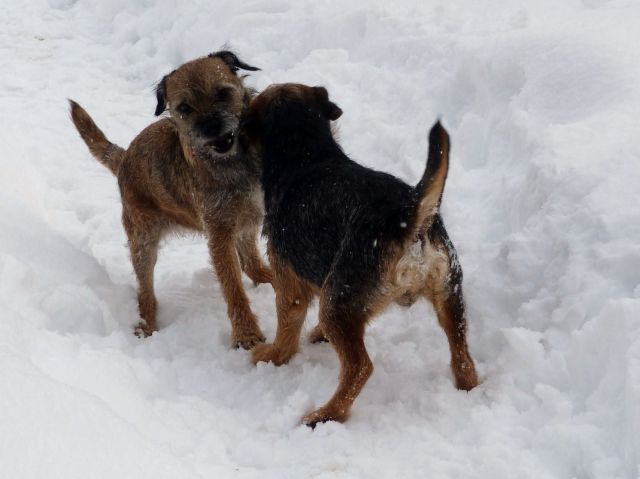 Rusty et Finette adorent la neige !! 21.237