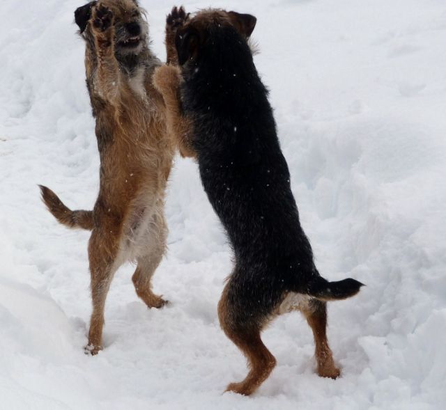 Rusty et Finette adorent la neige !! 21.238