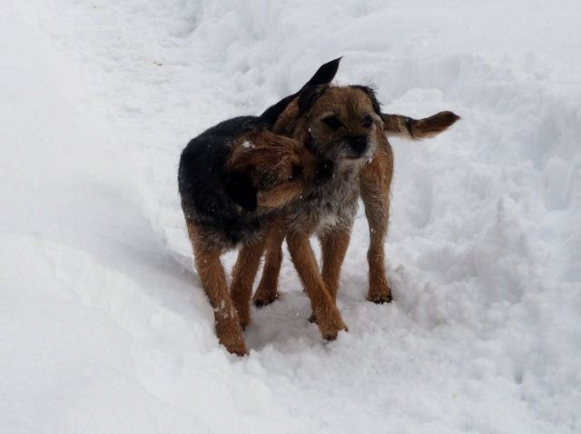 Rusty et Finette adorent la neige !! 21.241