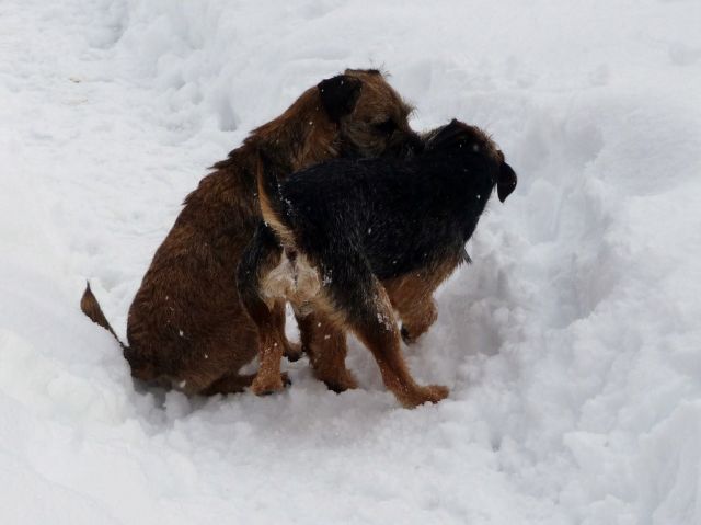 Rusty et Finette adorent la neige !! 21.244