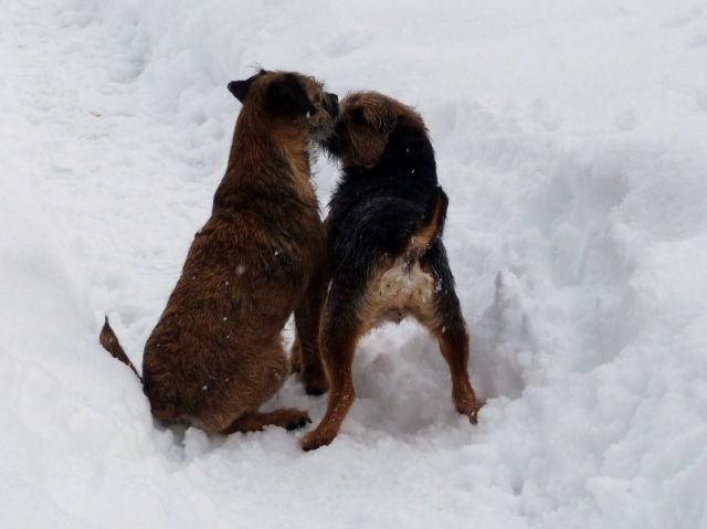 Rusty et Finette adorent la neige !! 21.250