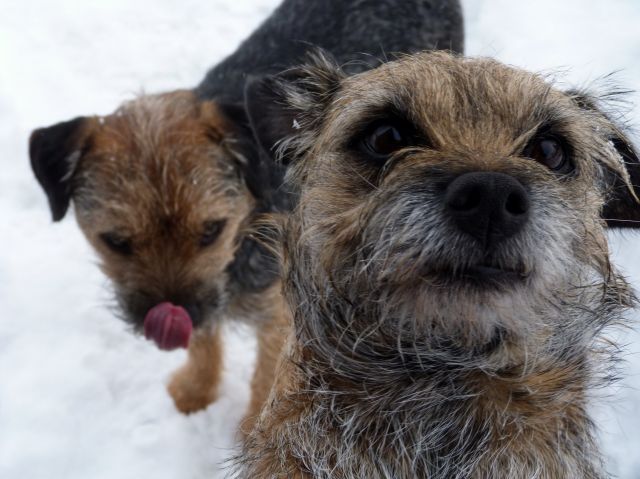 Rusty et Finette adorent la neige !! 21.261