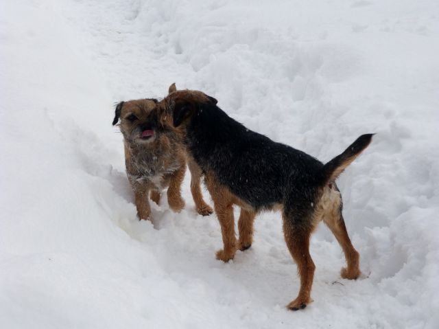 Rusty et Finette adorent la neige !! 21.263