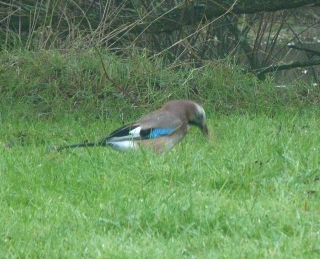 Quel est cet oiseau ? 27.84