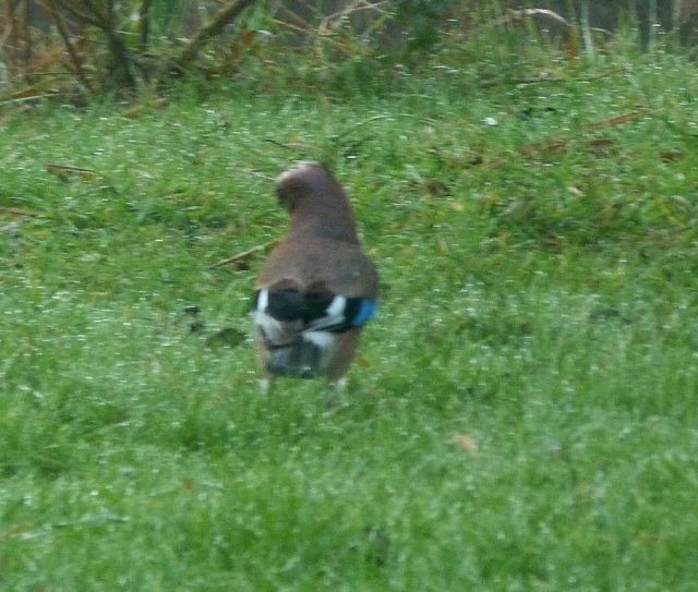 Quel est cet oiseau ? 27.85